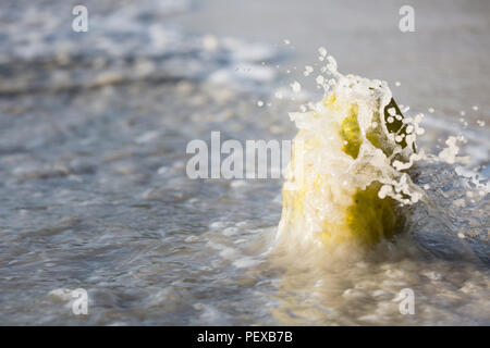 Eine Welle Spritzen über eine frische grüne Kokosnuss am Strand von Beau Vallon, Mahé, Seychellen. Stockfoto