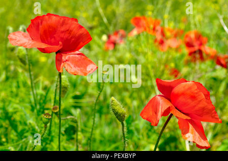 Klatschmohn, krautige Pflanze mit auffälligen Blüten, Milchsaft und abgerundete Samenkapseln Stockfoto