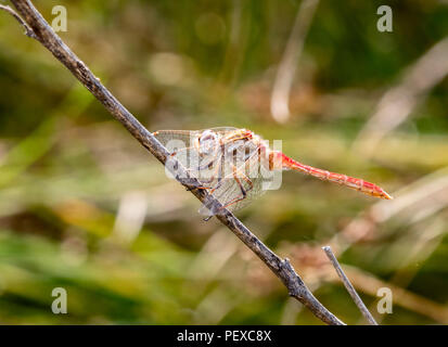 Gestreifte Meadowhawk (Aeshna pallipes) auf einen dünnen Zweig mit Flügeln vorwärts in einer Wiese in Colorado Stockfoto