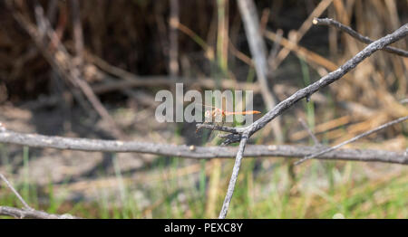 Gestreifte Meadowhawk (Aeshna pallipes) auf einen dünnen Zweig mit Flügeln vorwärts in einer Wiese in Colorado Stockfoto