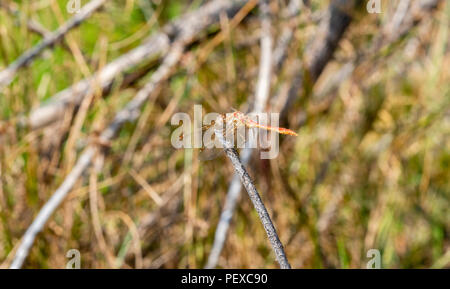 Gestreifte Meadowhawk (Aeshna pallipes) auf einen dünnen Zweig mit Flügeln vorwärts in einer Wiese in Colorado Stockfoto