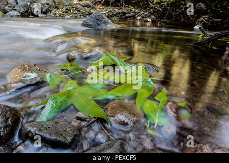 Flujo de Agua de Arroyo La Cueva de Tres Ríos, Sonora, Mexiko. hojas de Arbol Aliso, o Suspiro de la especie es Platanus wrighti. stream Wasserdurchfluss La Cueva de Tres Ríos, Sonora, Mexiko. Baum Blätter Erle oder Ahorn der Arten ist Platanus wrighti. De expedición Entdeckung Madrense GreaterGood ORG que recaba datos que Syrvaine como Información de Direct para entender mejor las Relaciones biológicas del Archipiélago Madrense y se Usan para proteger y conservar las Tierras de las Islas vírgenes Sonorenses Serranas. Binacional Expedición aye une ein colaboradores de México y Estado Stockfoto