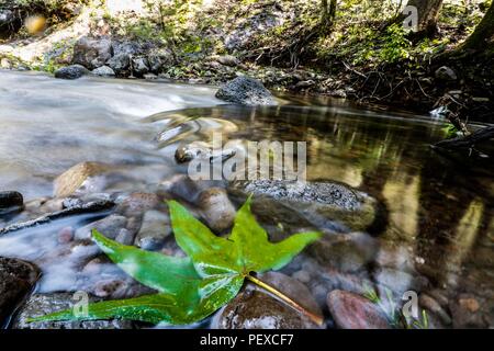 Flujo de Agua de Arroyo La Cueva de Tres Ríos, Sonora, Mexiko. hojas de Arbol Aliso, o Suspiro de la especie es Platanus wrighti. stream Wasserdurchfluss La Cueva de Tres Ríos, Sonora, Mexiko. Baum Blätter Erle oder Ahorn der Arten ist Platanus wrighti. De expedición Entdeckung Madrense GreaterGood ORG que recaba datos que Syrvaine como Información de Direct para entender mejor las Relaciones biológicas del Archipiélago Madrense y se Usan para proteger y conservar las Tierras de las Islas vírgenes Sonorenses Serranas. Binacional Expedición aye une ein colaboradores de México y Estado Stockfoto