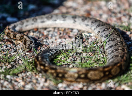 Biologen finden Sie eine Boa constrictor auf der Straße, in der Nähe des Kreuzes des Teufels ausgeführt wurde tot. Muerta Biologos encuentran en el camino una Boa constrictor que fue atropellada en los alrededores del la Cruz del Diablo. (Foto: LuisGutierrez/NortePhoto.com) Madrense de Expedición Entdeckung GreaterGood ORG que recaba datos que Syrvaine como Información de Direct para entender mejor las Relaciones biológicas del Archipiélago Madrense y se Usan para proteger y conservar las Tierras de las Islas vírgenes Sonorenses Serranas. Binacional Expedición aye une ein colaboradores de Méx Stockfoto