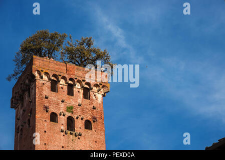 Die berühmten und charakteristischen Mittelalterlichen Guinigi Turm mit Eichen und Touristen an der Oberseite, errichtet im 14. Jahrhundert Stockfoto