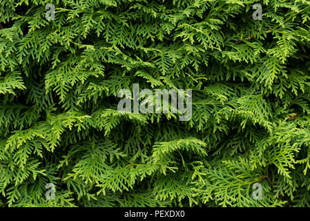 Grüne Wand von cupressus Baum als Hintergrund, Textur. Natürliche Tapete. Nahaufnahme des cupressus Baum Stockfoto