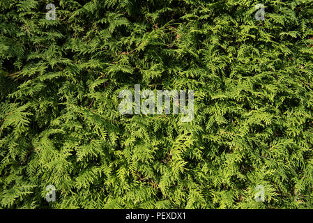 Grüne Wand von cupressus Baum als Hintergrund, Textur. Natürliche Tapete. Nahaufnahme des cupressus Baum Stockfoto