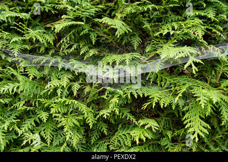 Nahaufnahme des Grünen cupressus Baum mit Cobweb als Hintergrund. Stockfoto