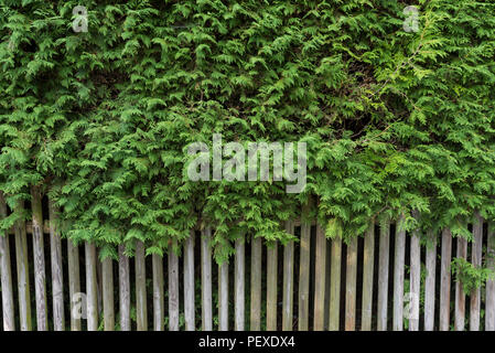 Grüne cupressus Baum mit hölzernen Zaun als Hintergrund. Outdoor Mauer, Grenze. Grüne Tapete. Stockfoto