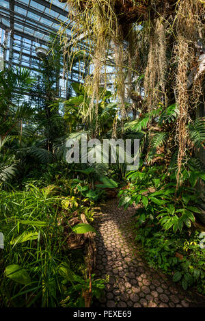 Rainforest Vegetation in einem Gewächshaus am Genfer Konservatorium und der Botanische Garten, Genf, Genf, Schweiz Stockfoto