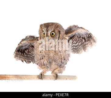 Eurasian scops Owl vor weißem Hintergrund Stockfoto