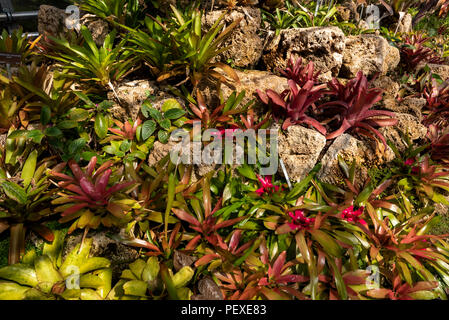 Innenansicht der Bromelie Sammlung Gewächshaus in Genf Wintergarten und Botanische Garten, Genf, Genf, Schweiz Stockfoto