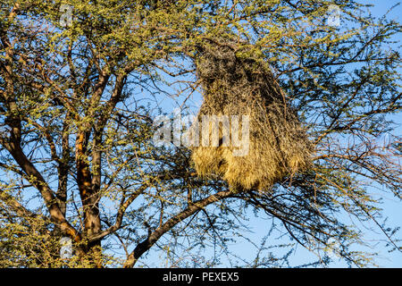 Kontaktfreudig Weber Nest in der Kalahari Wüste, Süden von Namibia Stockfoto