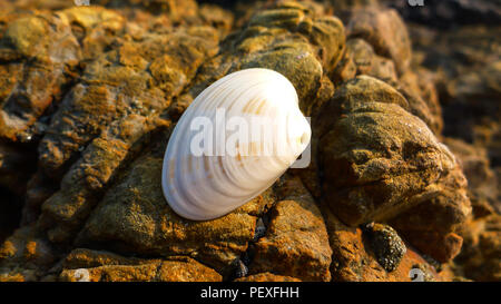 Eine Nahaufnahme einer reibungslosen und weiße Muschel Stockfoto