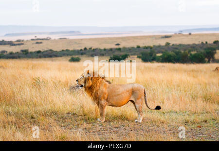 Männliche Mara Löwe (Panthera leo) stehen in langen Gras mit Blick auf die Savanne in Masai Mara, Kenia Stockfoto