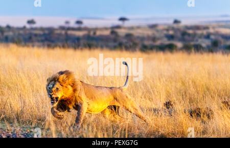 Knurrend junge männliche Mara Löwe (Panthera leo) Gebühren ein Rivale auf dem Grasland von der Masai Mara, Kenia im typischen aggressives Verhalten in Angriff zu nehmen Stockfoto