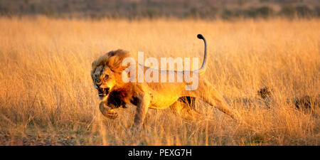 Knurrend junge männliche Mara Löwe (Panthera leo) Gebühren ein Rivale auf dem Grasland von der Masai Mara, Kenia im typischen aggressives Verhalten in Angriff zu nehmen Stockfoto