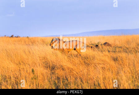 Knurrend junge männliche Mara Löwe (Panthera leo) Gebühren ein Rivale auf dem Grasland von der Masai Mara, Kenia im typischen aggressives Verhalten in Angriff zu nehmen Stockfoto