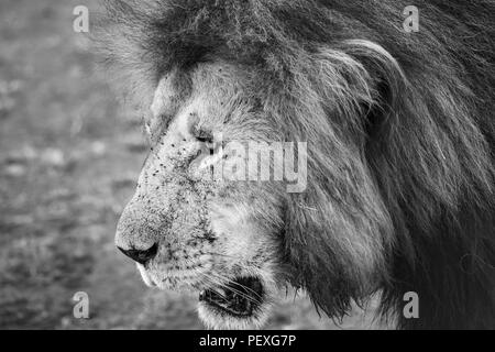 Nahaufnahme der Kopf und Mähne eines erwachsenen männlichen Mara Löwe (Panthera leo) in Fliegen in der Masai Mara, Kenia abgedeckt Stockfoto