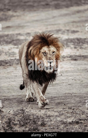 Ein einsames Männchen Mara Löwe (Panthera leo) gezielt Spaziergänge in Richtung der Kamera, im Morgenlicht, Masai Mara, Kenia Stockfoto