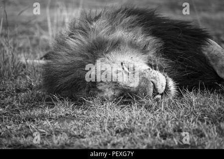 Nahaufnahme der Kopf einer Dösen erwachsenen männlichen Mara Löwe (Panthera leo) friedlich auf Gras in der tagsüber schlafen in der Masai Mara, Kenia Stockfoto