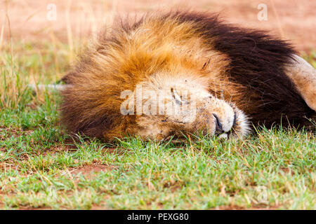 Nahaufnahme der Kopf einer Dösen erwachsenen männlichen Mara Löwe (Panthera leo) friedlich auf Gras in der tagsüber schlafen in der Masai Mara, Kenia Stockfoto