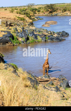 Männlichen Masai Giraffe (Giraffa Camelopardalis tippelskirchi) stehend im Wasser der Mara River Crossing, Masai Mara, Kenia, mit Blick auf das Ufer Stockfoto