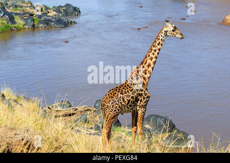 Hohen männlichen Masai Giraffe (Giraffa Camelopardalis tippelskirchi) nutzt seinen langen Hals über den Mara River vom Flussufer, Masai Mara, Kenia Stockfoto