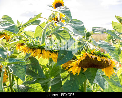 Hängende Sun Flower Köpfe wegen Trockenheit. Nach oben Schließen Stockfoto