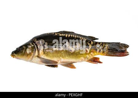 Karpfen. Cyprinus carpio. Auf weiß Isoliert Stockfoto