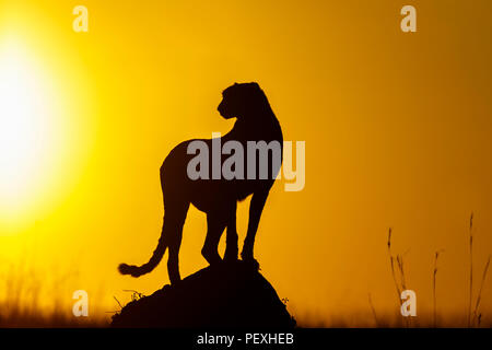 Nach weiblichen Geparden (Acinonyx jubatus) durch die frühe Morgensonne Silhouette steht, wachsam und aufmerksam im Grünland, Masai Mara National Reserve, Kenia Stockfoto