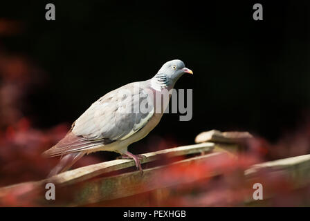 In der Nähe einer gemeinsamen Ringeltaube (Columba palumbus) sitzen auf einem hölzernen Zaun in den Garten gegen Schwarze Garten, Großbritannien. Stockfoto