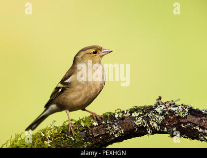 In der Nähe einer gemeinsamen Buchfink (Fringilla coelebs) hocken auf einem Bemoosten Ast, UK. Stockfoto