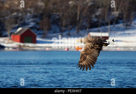 Nahaufnahme eines Seeadler Seeadler (Haliaeetus albicilla) im Flug mit Häusern im Hintergrund, Norwegen. Stockfoto