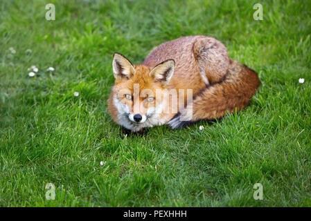 Nahaufnahme eines Red Fox, die auf dem Gras im Sommer, UK. Stockfoto