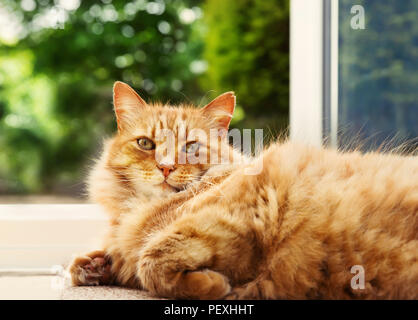 Nahaufnahme einer Ginger cat auf dem Boden liegend durch die Terrassentür gegen grüne Garten Hintergrund. Stockfoto