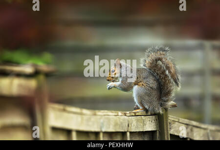 Graue Eichhörnchen sitzen auf einem hölzernen Zaun und essen Mutter im Garten hinter dem Haus, UK. Stockfoto