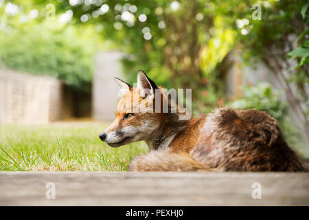 Nahaufnahme eines Red Fox unter dem Baum von der Terrasse Terrasse an der Rückseite Garden in London liegen. Stockfoto