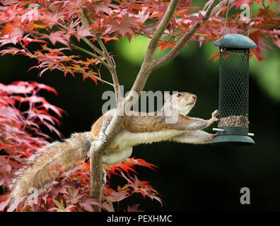 Nahaufnahme einer graue Eichhörnchen essen von einem Vogel Feeder auf einem bunten japanischen Ahorn Stockfoto