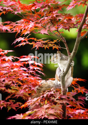 Close-up ein graues Eichhörnchen sitzt auf einem bunten japanischen Ahorn Baum im Sommer, UK. Stockfoto