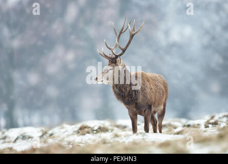 In der Nähe des Red deer Hirsch stehend auf dem Boden bedeckt mit Schnee im Winter in Großbritannien. Stockfoto