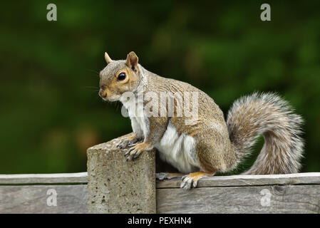 Nahaufnahme von einem grauen Eichhörnchen sitzt auf einem Zaun, Großbritannien Stockfoto