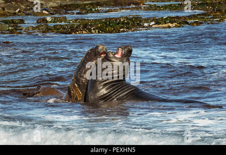 Close-up des Südlichen Seeelefanten spielen - Kämpfe im Wasser an der Küste von Falkland Inseln. Stockfoto