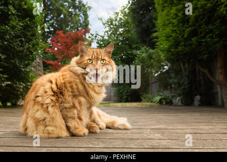 Nahaufnahme eines Ginger cat stehen auf der Terrasse im Garten im Sommer. Stockfoto