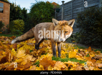 Nahaufnahme eines roten Fuchs stehend auf den Herbst im Garten Blätter, Großbritannien Stockfoto