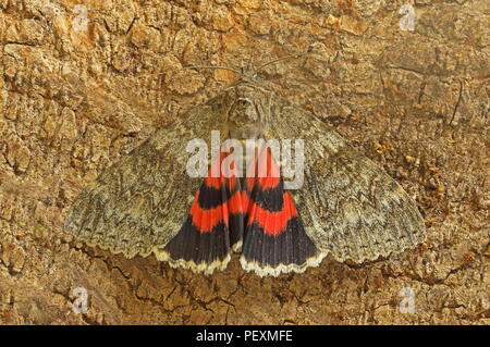 Red Underwing (Catocala nupta) Erwachsenen auf Baumstamm Eccles-on-Sea, Norfolk, UK August Stockfoto