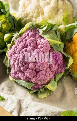 Raw Organic Bunten Blumenkohl bereit zu Kochen Stockfoto