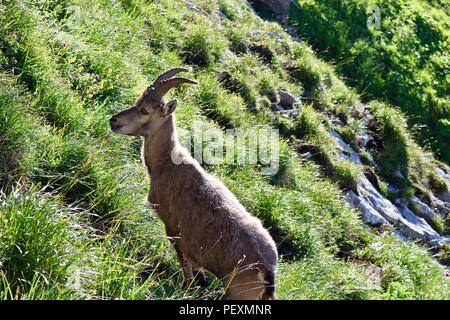 Im ländlichen Spanien Ziege Stockfoto