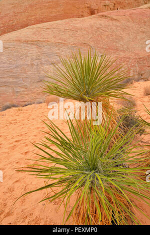 Verwitterte rote Felsformationen mit Yucca entlang der White Dome Trail, Valley of Fire State Park, Nevada, USA Stockfoto