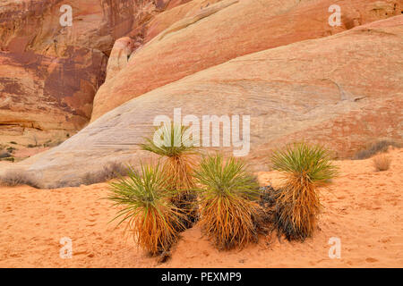 Verwitterte rote Felsformationen mit Yucca entlang der White Dome Trail, Valley of Fire State Park, Nevada, USA Stockfoto